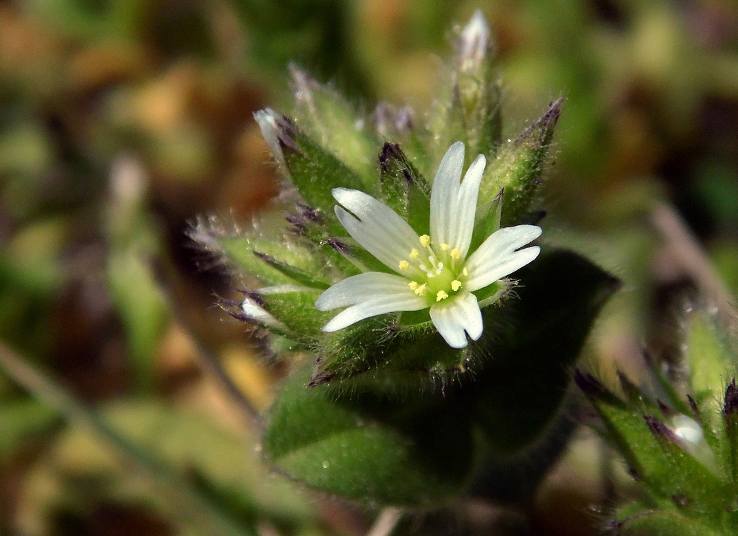 Image of Cerastium glomeratum specimen.