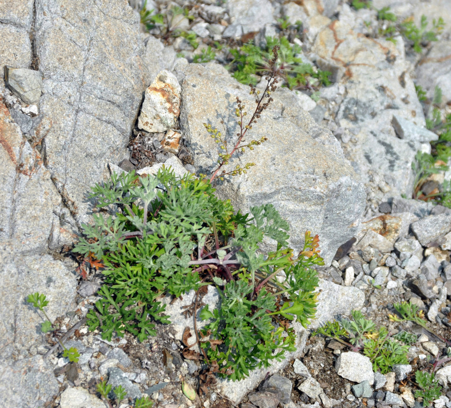 Image of genus Artemisia specimen.