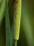 Typha intermedia