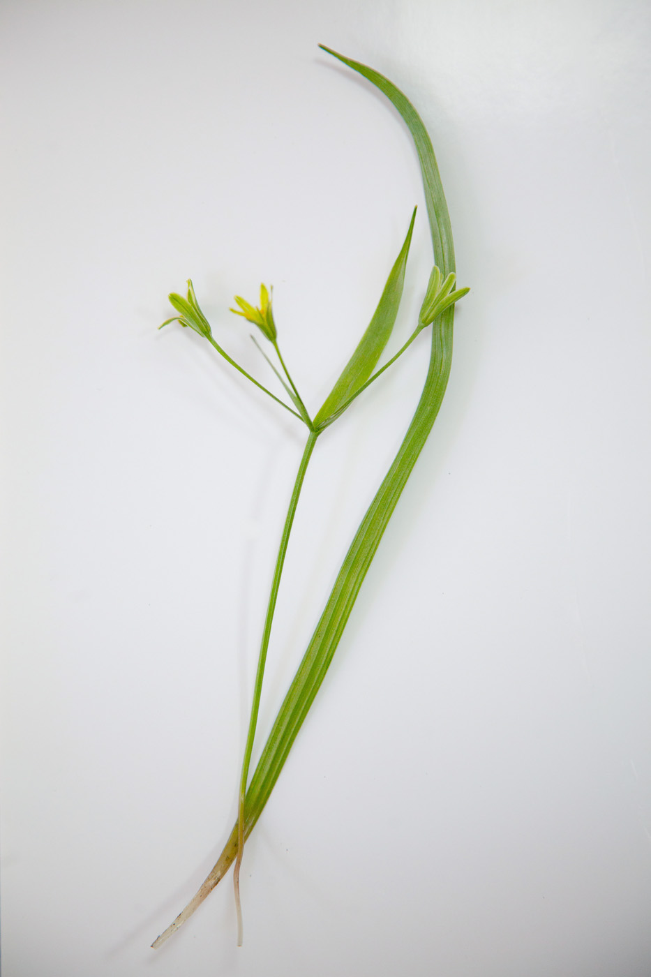 Image of Gagea lutea specimen.