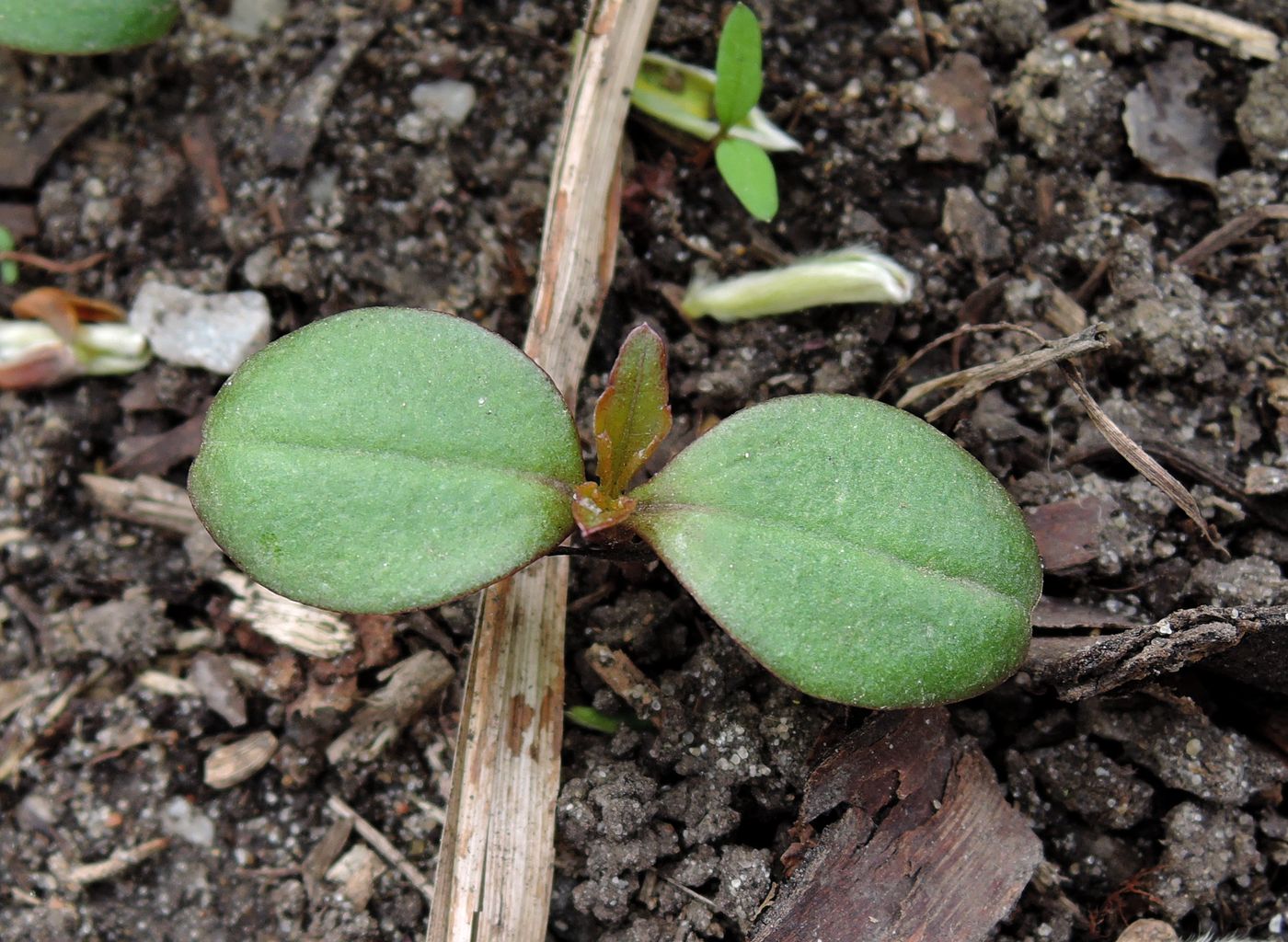 Изображение особи Impatiens parviflora.