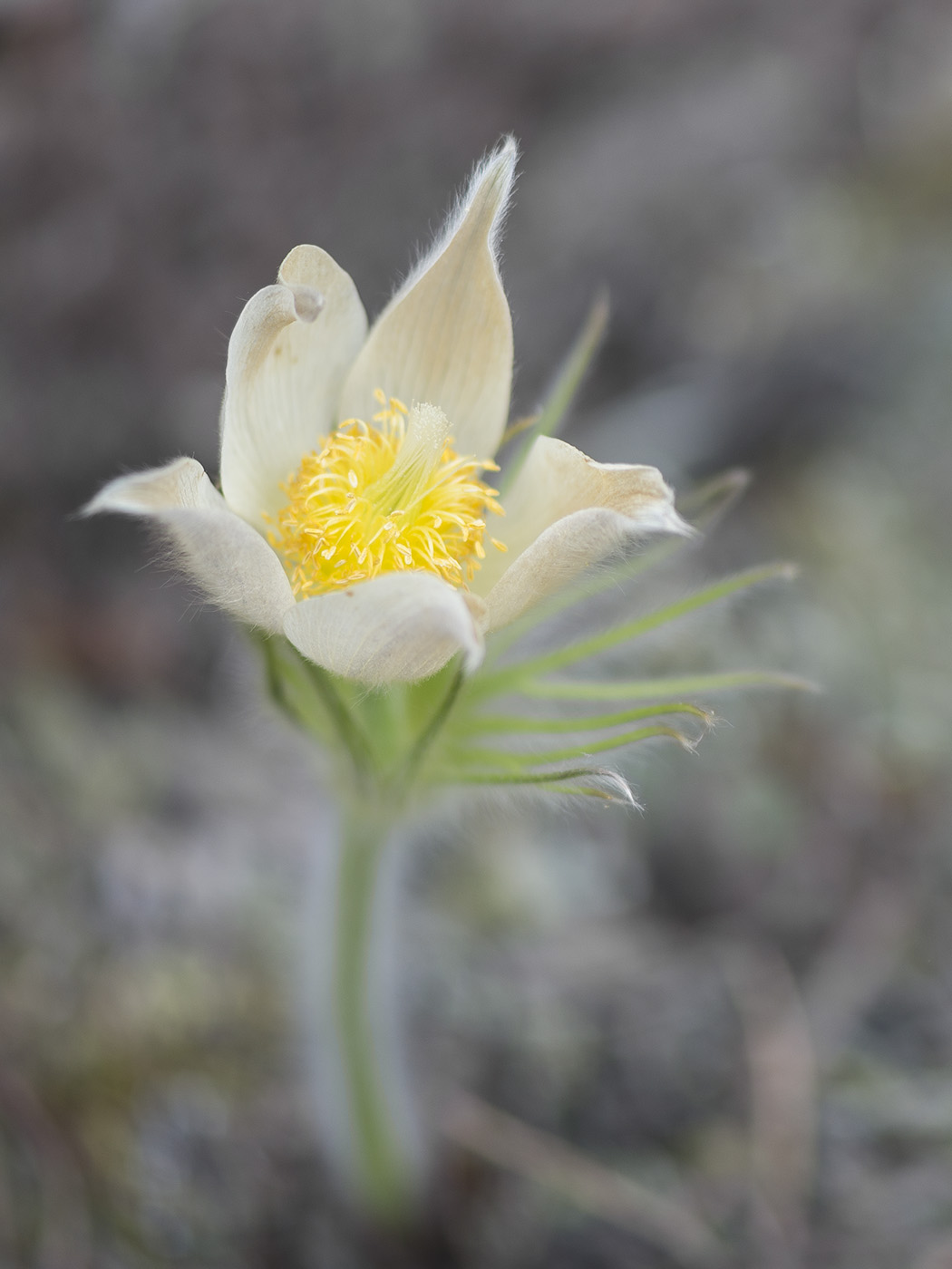 Image of Pulsatilla uralensis specimen.