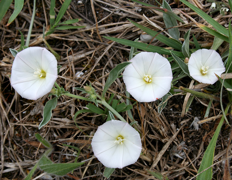 Image of Convolvulus lineatus specimen.