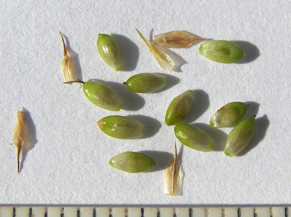 Image of Carex pallescens specimen.