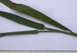 Phalaroides arundinacea