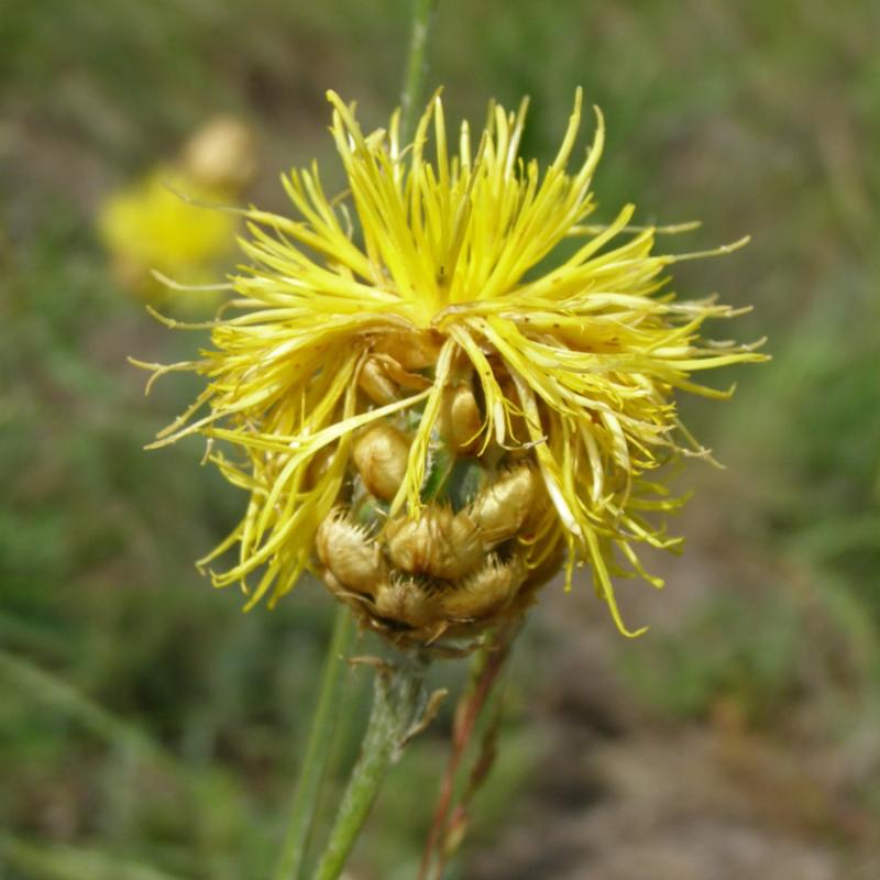 Изображение особи Centaurea orientalis.