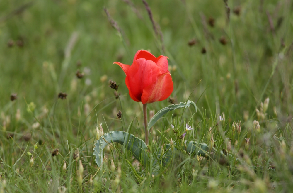 Изображение особи Tulipa alberti.