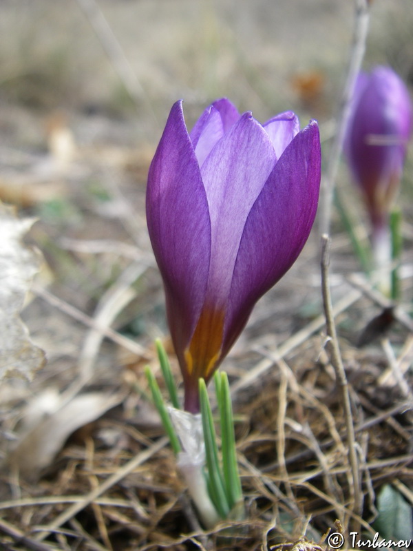 Image of Crocus tauricus specimen.