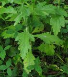 Verbena officinalis. Нижняя часть стебля с листьями. Украина, окрестности Львова, на поляне в широколиственном лесу. 10 июля 2007 г.