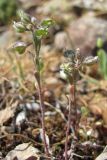 Alyssum smyrnaeum