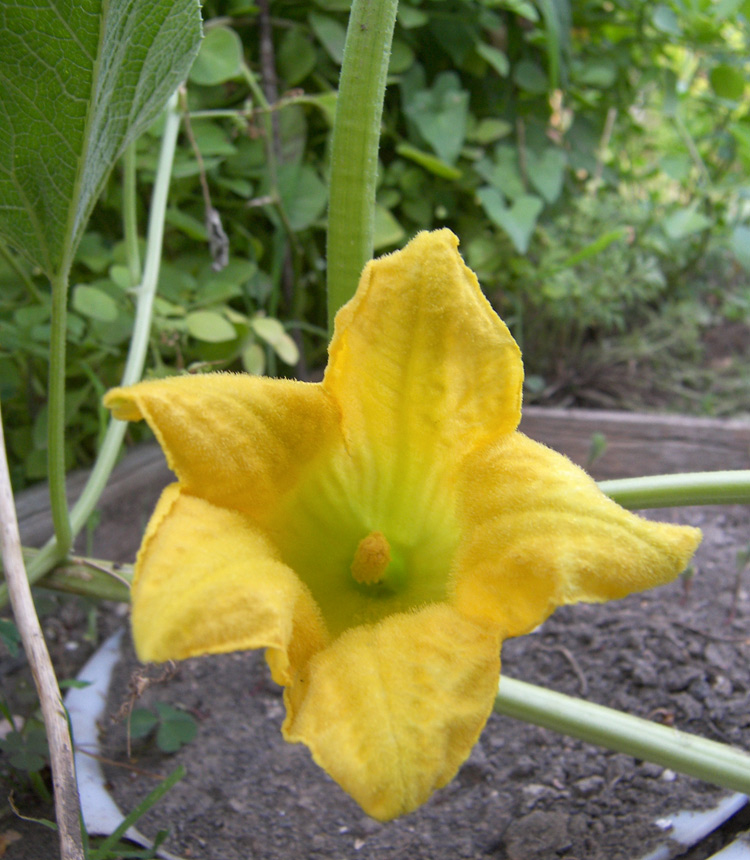 Image of Cucurbita foetidissima specimen.