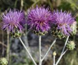 Centaurea graeca