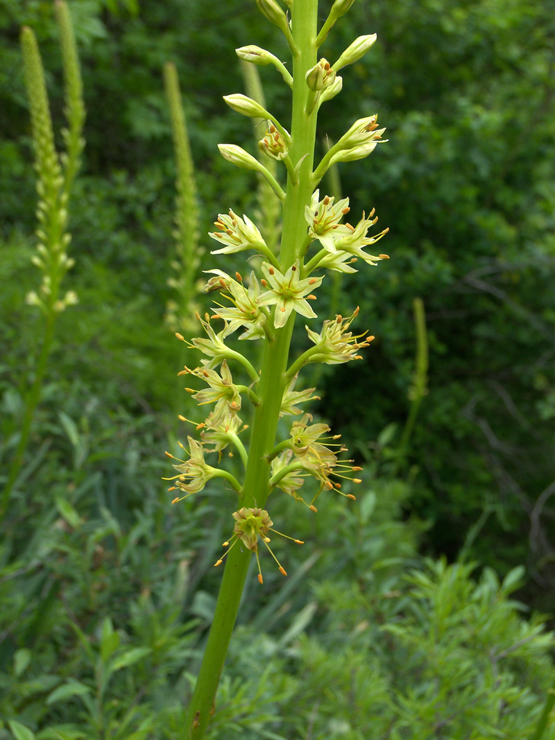 Image of Eremurus spectabilis specimen.