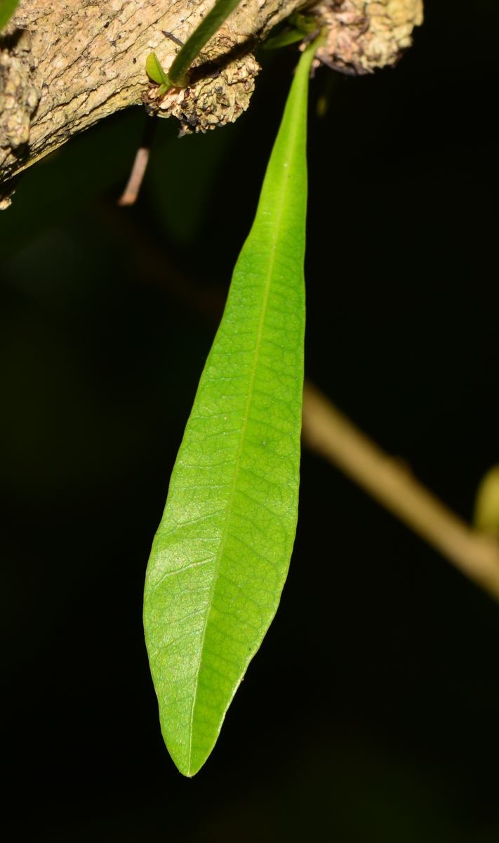 Image of Crescentia alata specimen.