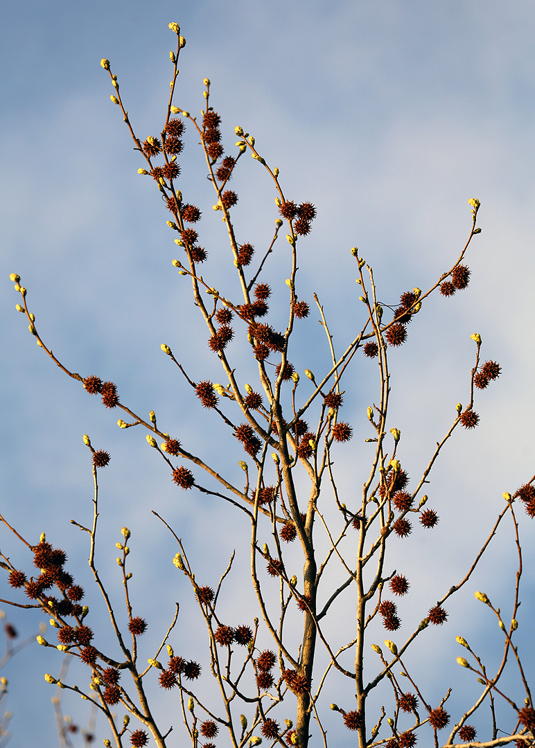 Image of Liquidambar styraciflua specimen.