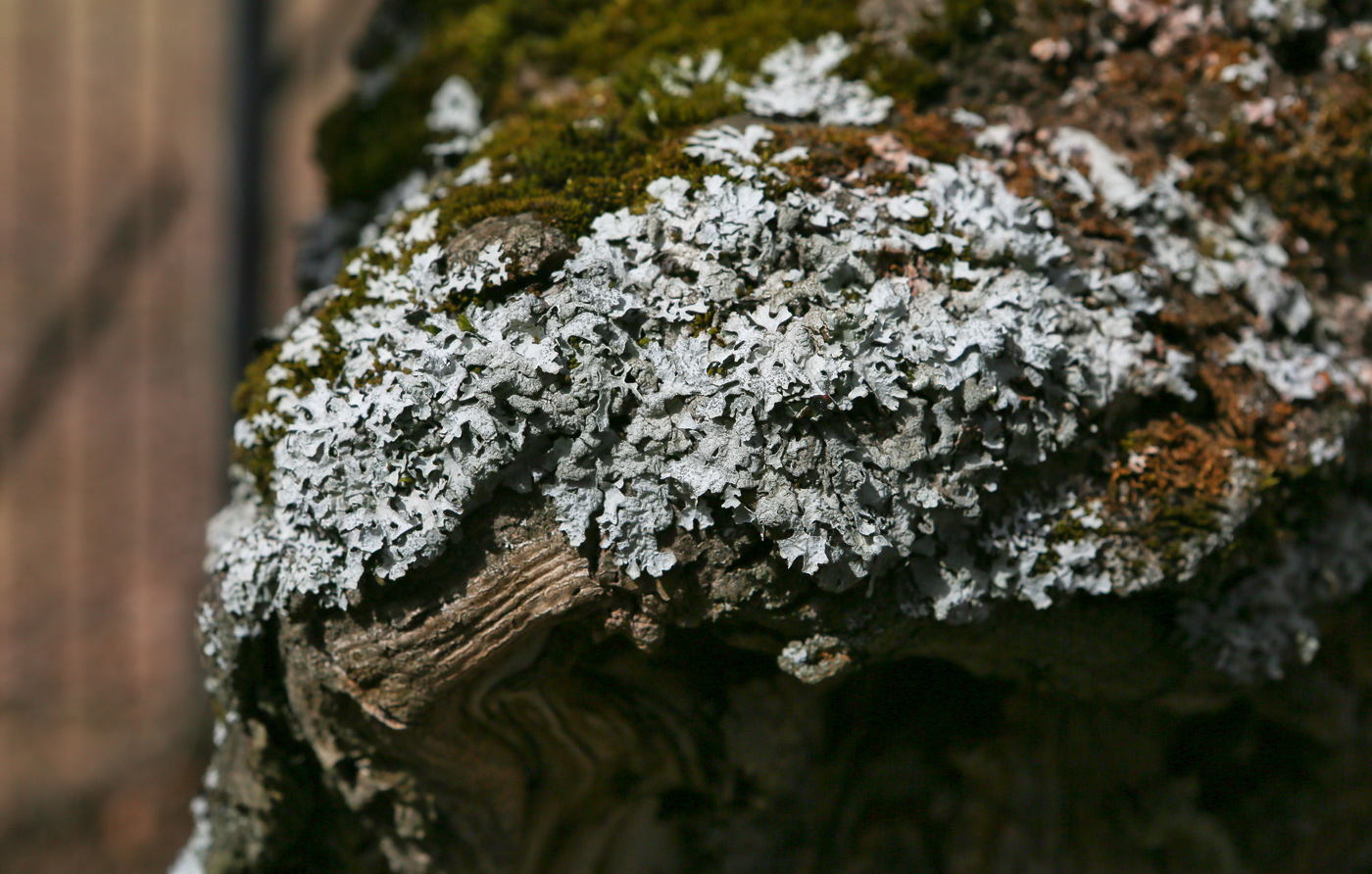 Изображение особи Phaeophyscia orbicularis.