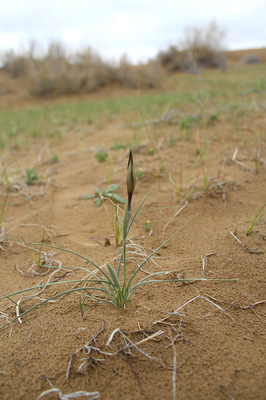 Image of Iris longiscapa specimen.