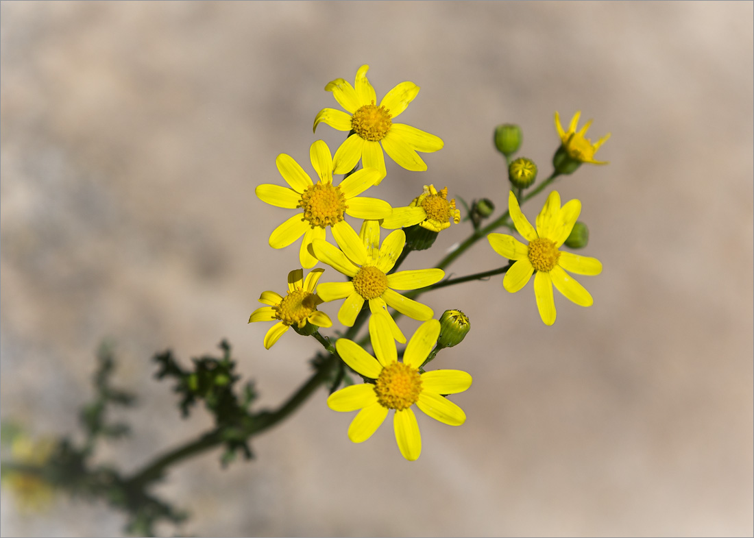 Изображение особи Senecio vernalis.