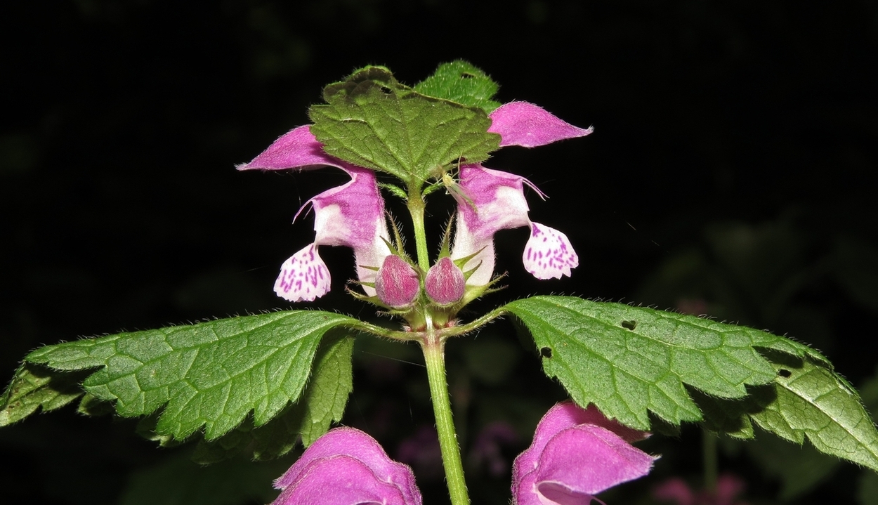 Image of Lamium maculatum specimen.