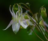 Aquilegia vulgaris. Верхушка растения с цветком и бутонами с каплями дождя. 15.06.2017.