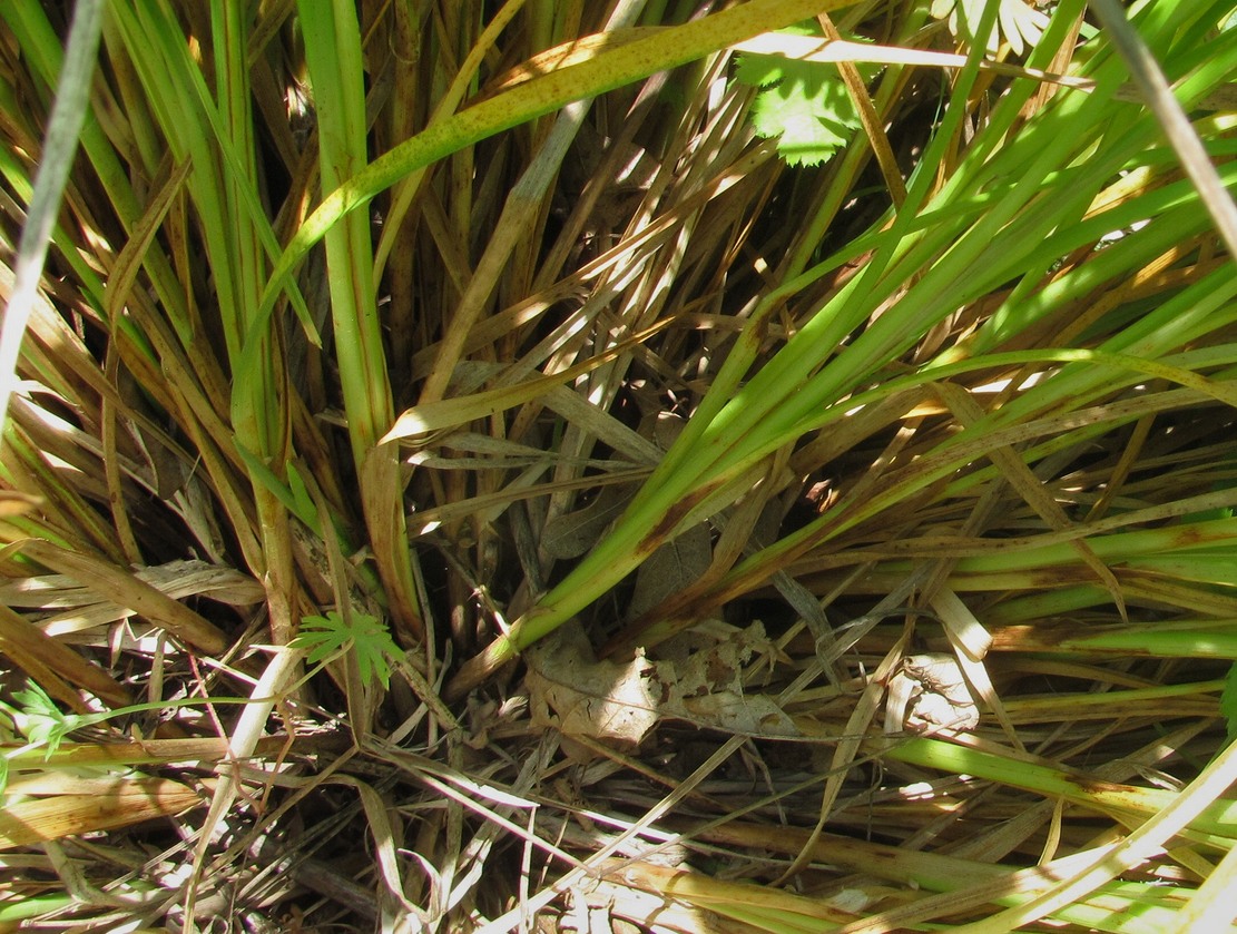 Изображение особи Carex polyphylla.