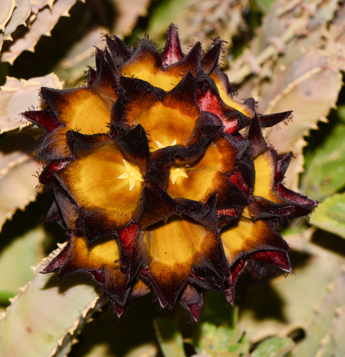 Image of Desmidorchis speciosa specimen.