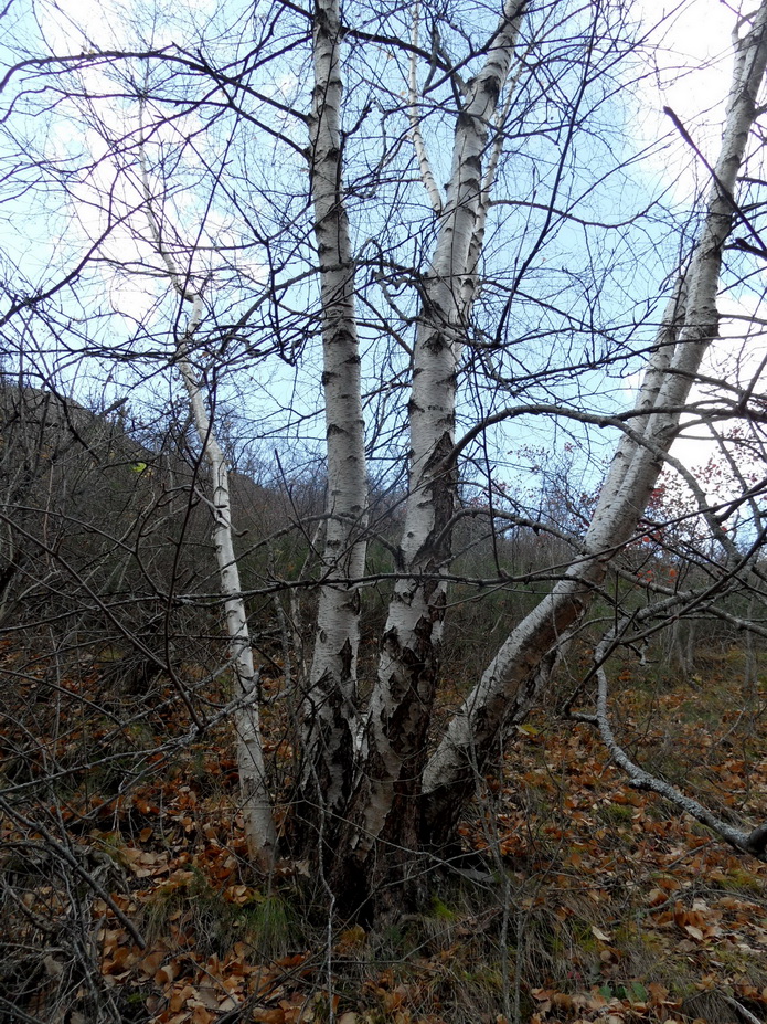 Image of genus Betula specimen.