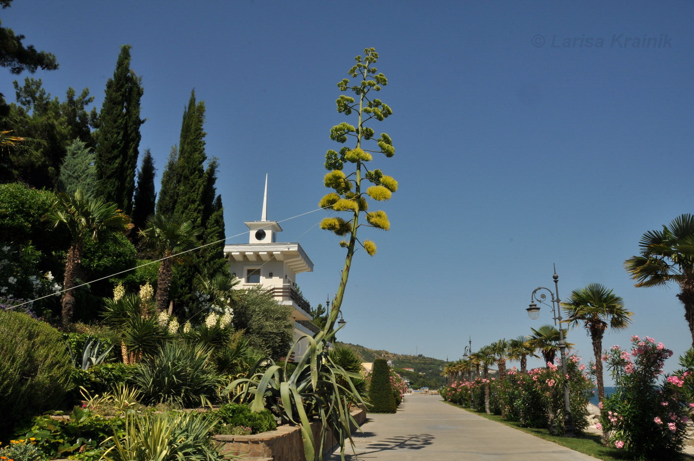 Image of Agave americana specimen.