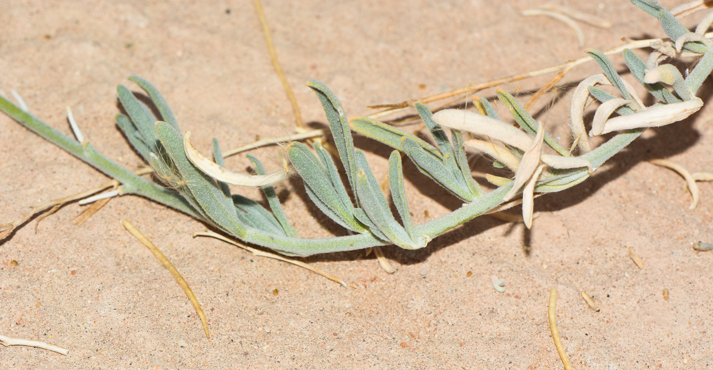 Image of Matthiola arabica specimen.