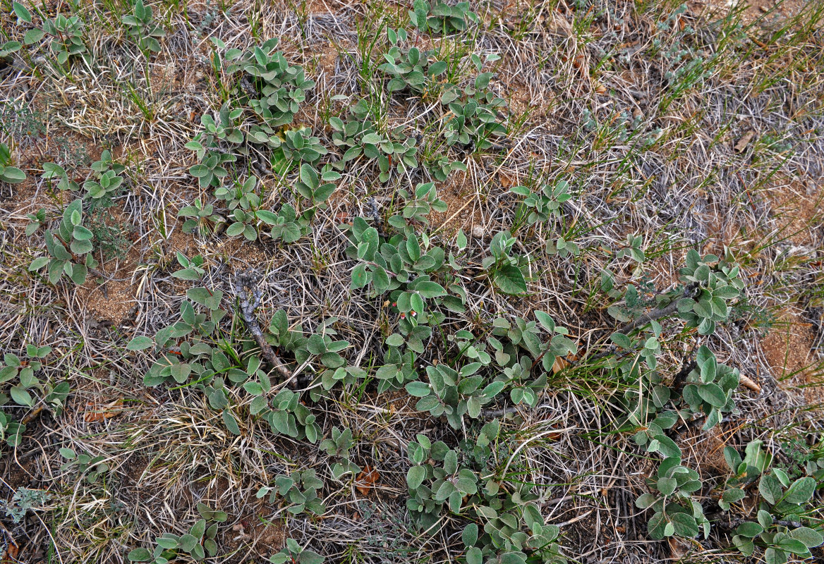 Image of Cotoneaster melanocarpus specimen.