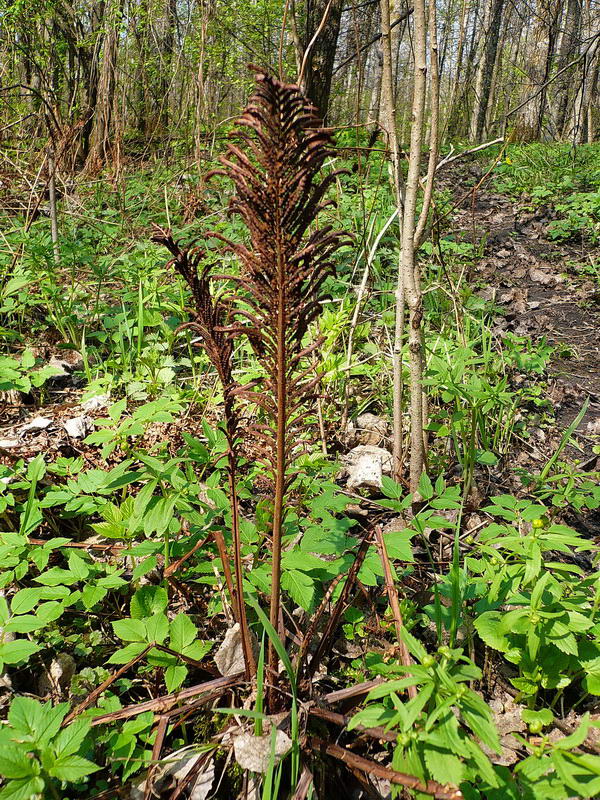 Image of Matteuccia struthiopteris specimen.