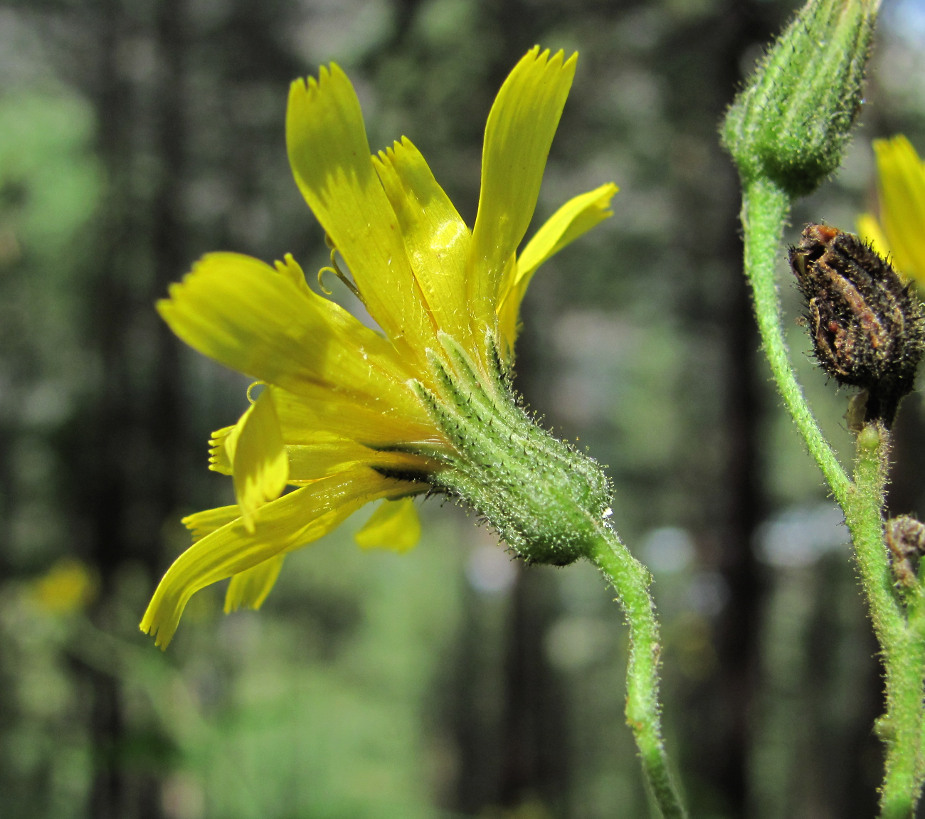 Изображение особи род Hieracium.