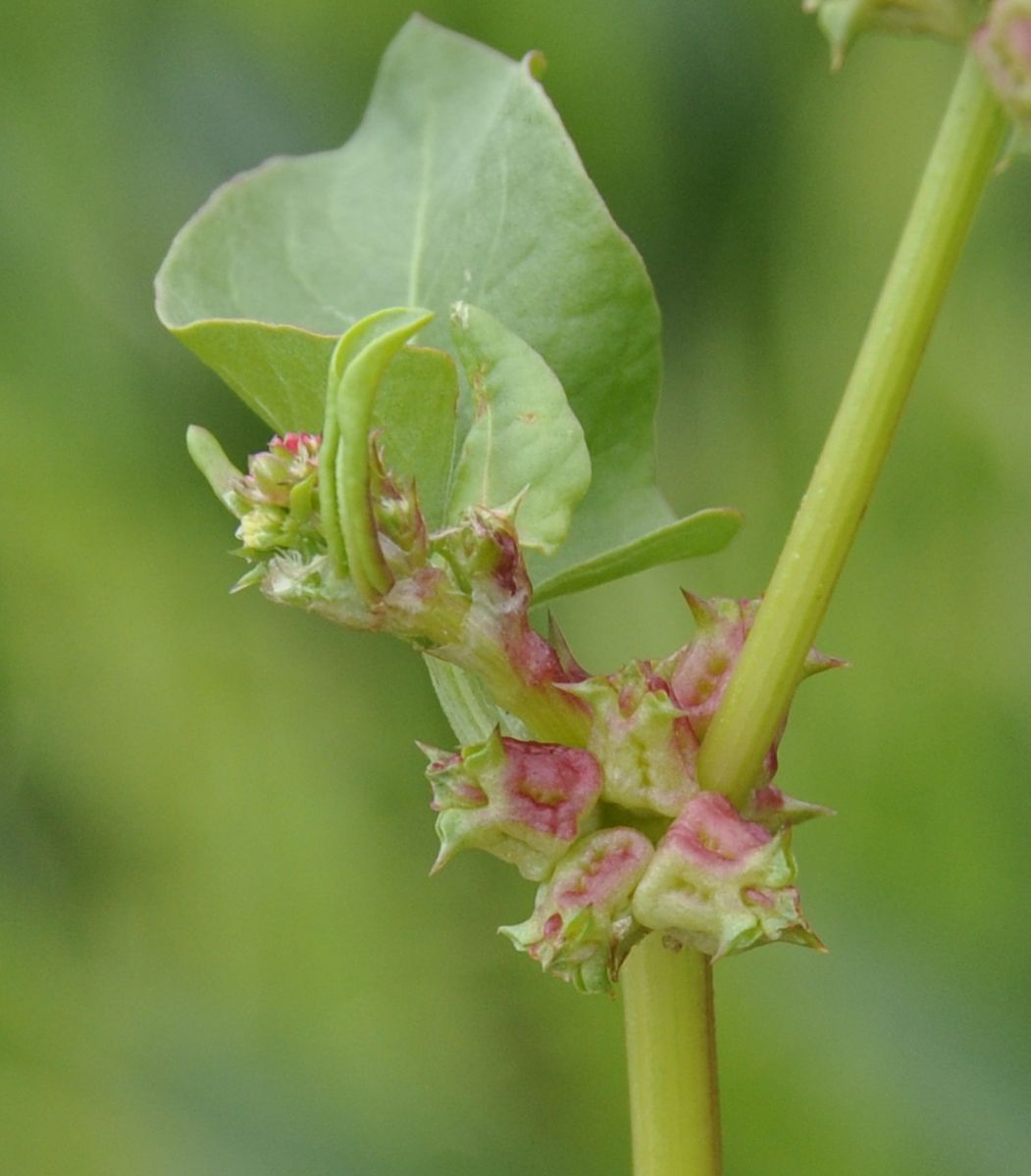 Image of Rumex spinosus specimen.