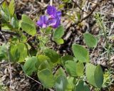 Lathyrus humilis