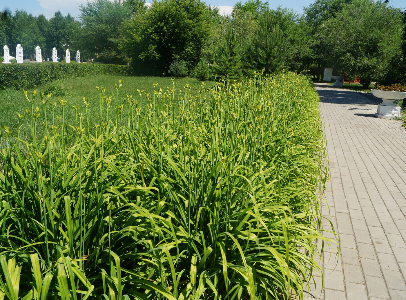 Image of Hemerocallis fulva specimen.