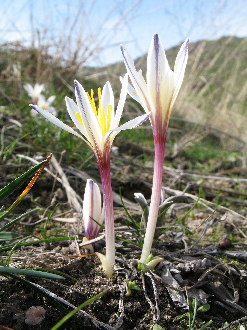 Image of Colchicum kesselringii specimen.