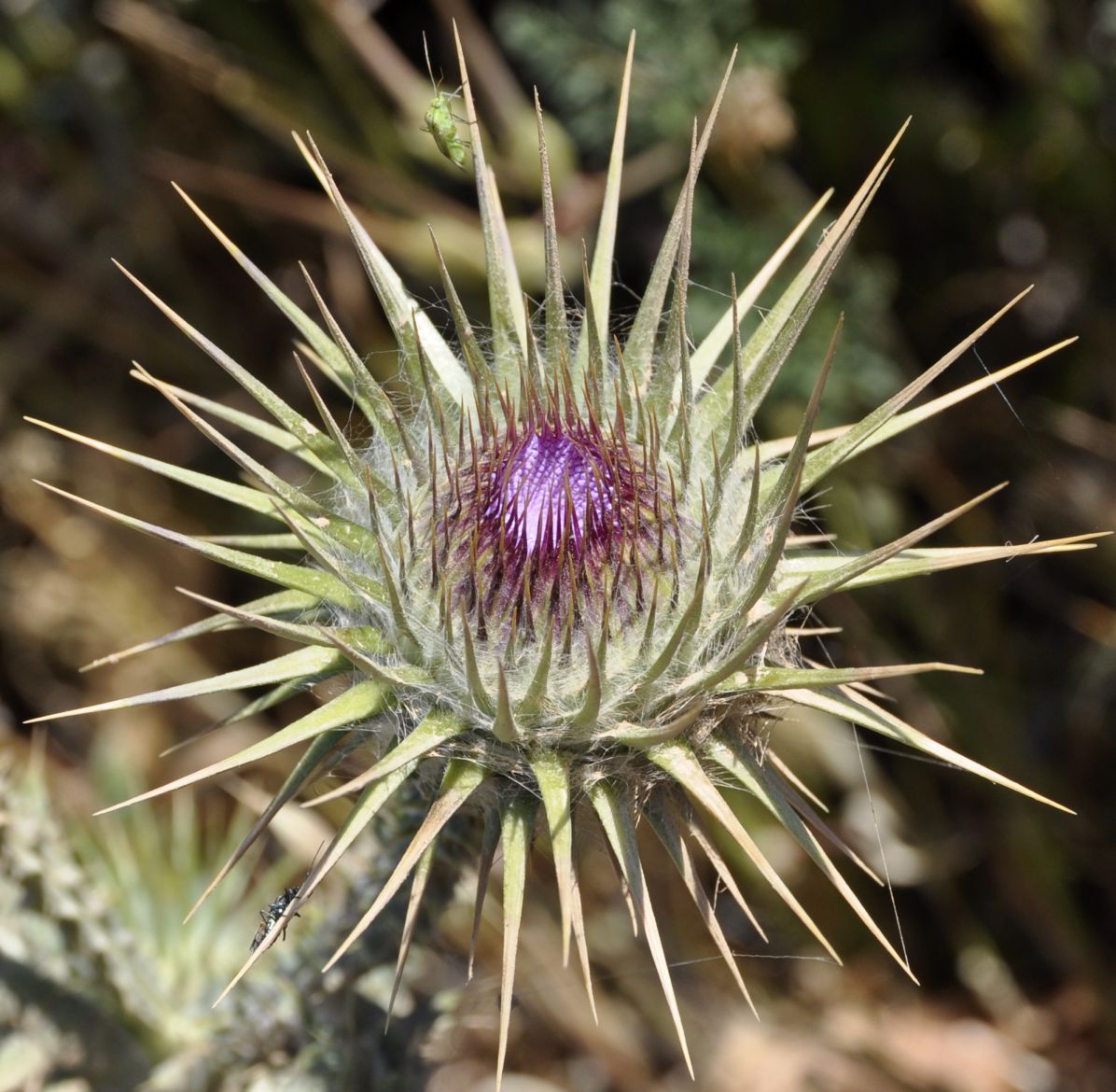 Image of Onopordum tauricum specimen.