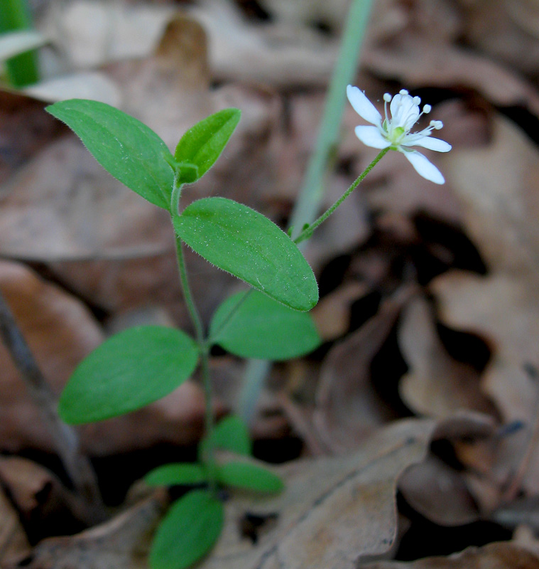 Изображение особи Moehringia lateriflora.