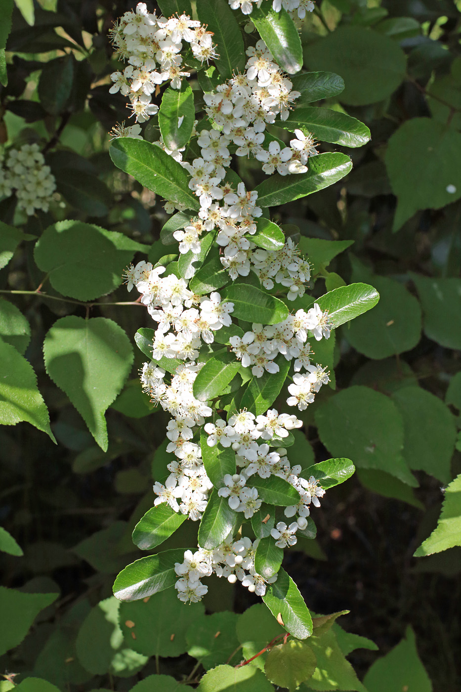 Image of Pyracantha koidzumii specimen.