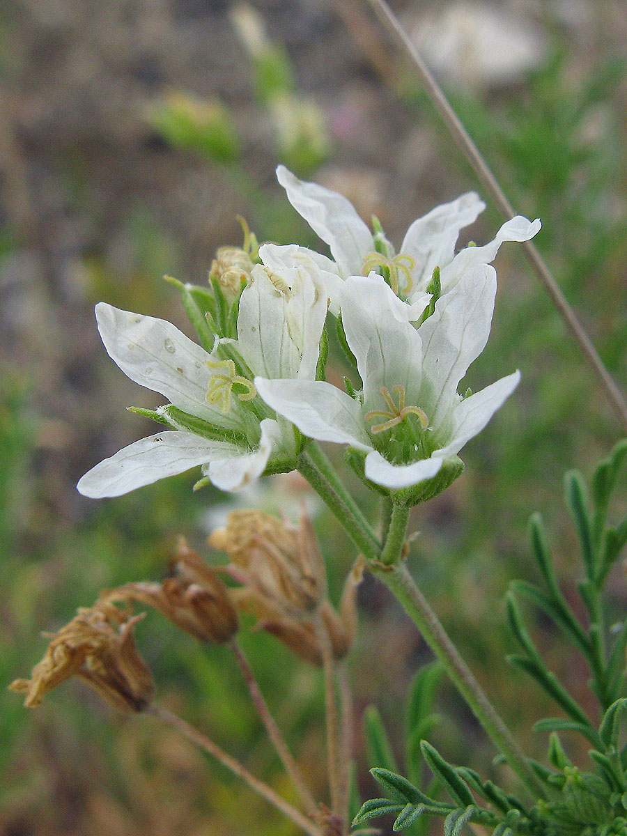 Изображение особи Erodium stevenii.