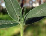 Trifolium alpestre. Часть листа (видны опушённые шиловидные прилистники). Украина, Киевская обл., Вышгородский р-н, севернее с. Лебедевка, сосновый лес между Киевским водохранилищем и дренажным каналом. 23 мая 2010 г.