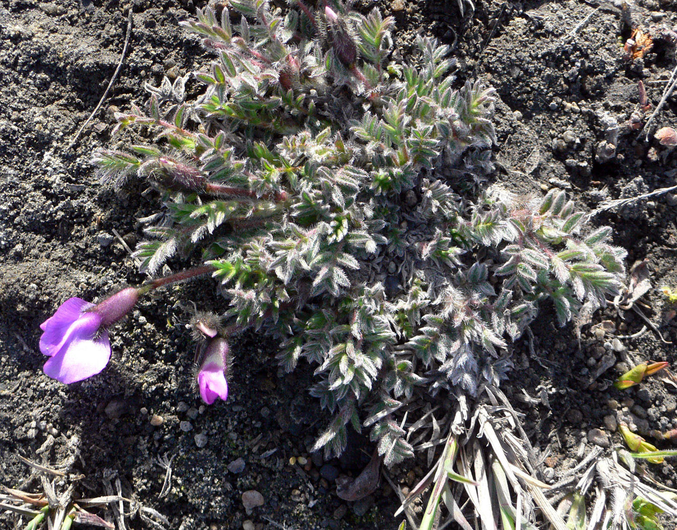 Image of Oxytropis nigrescens specimen.