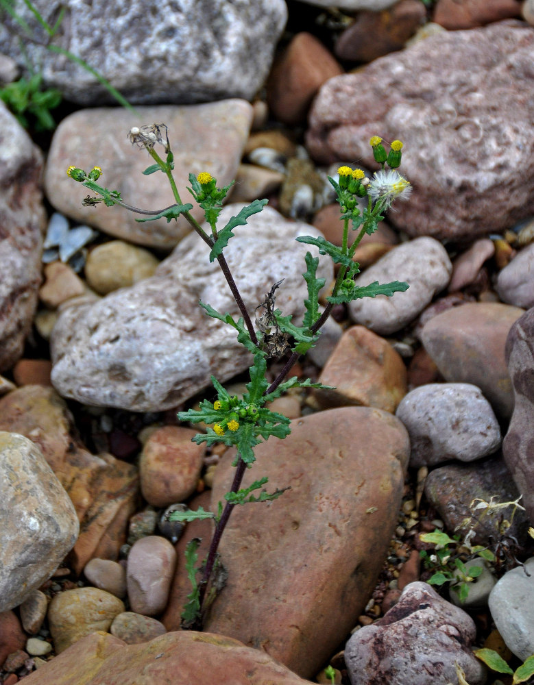 Изображение особи Senecio vulgaris.