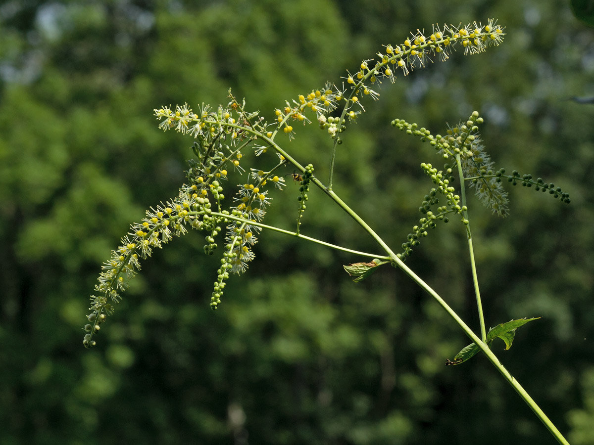 Image of Cimicifuga europaea specimen.