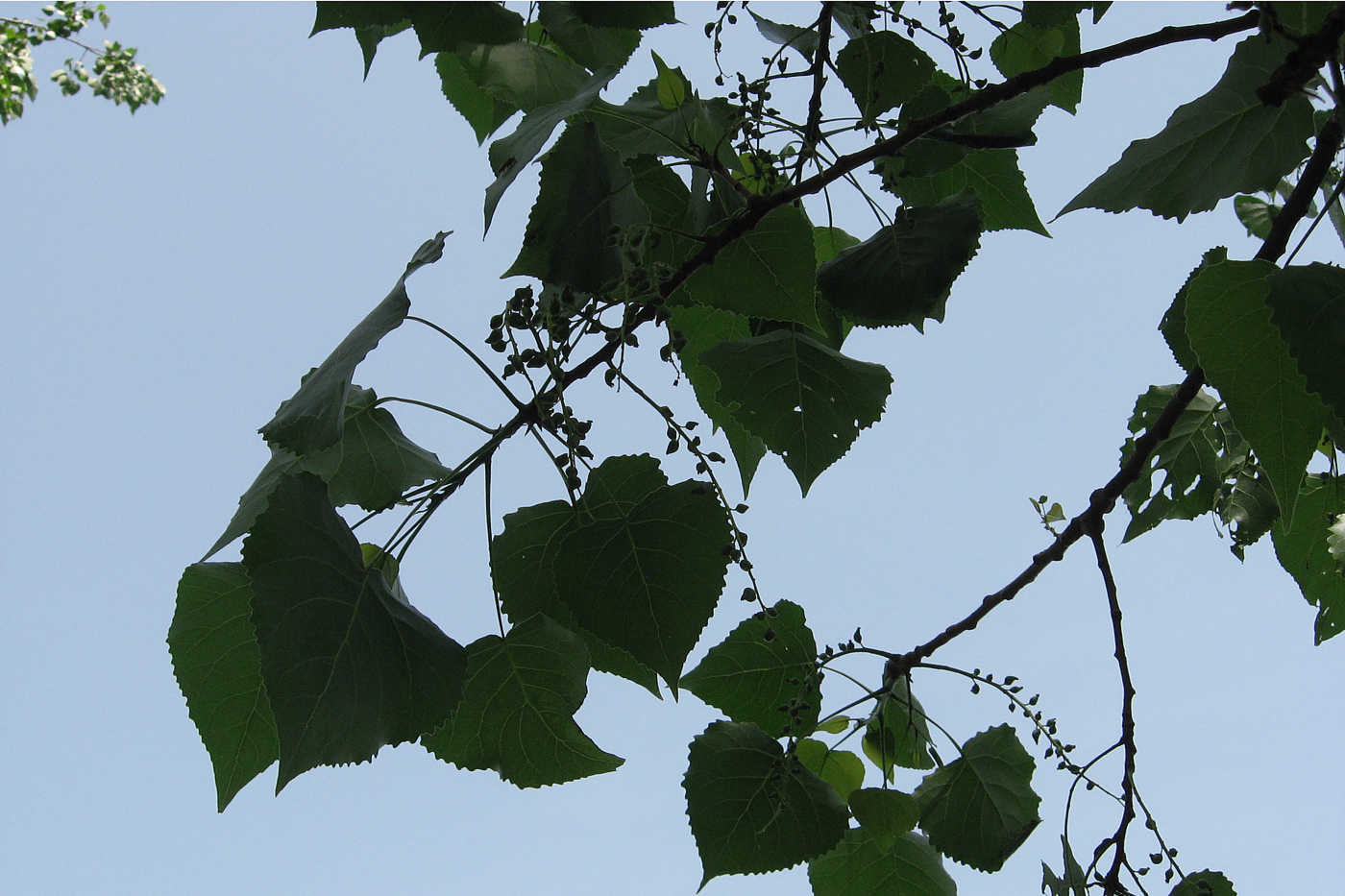 Image of genus Populus specimen.