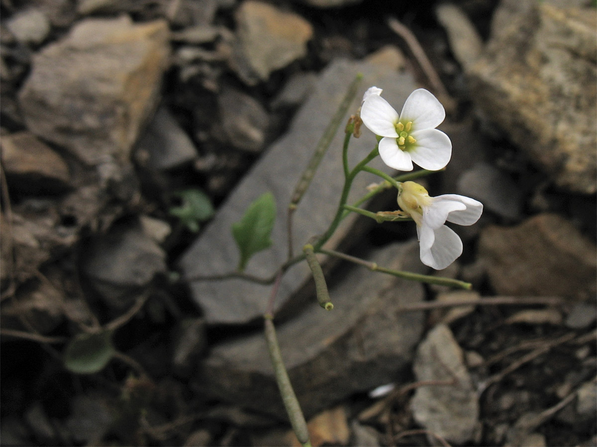 Изображение особи Arabidopsis neglecta.