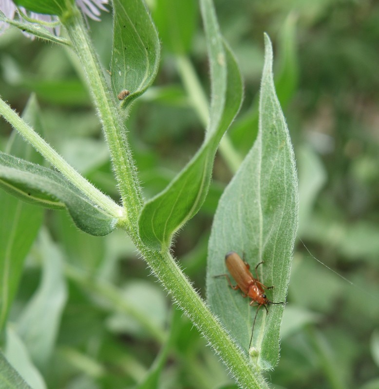 Image of Erigeron speciosus specimen.