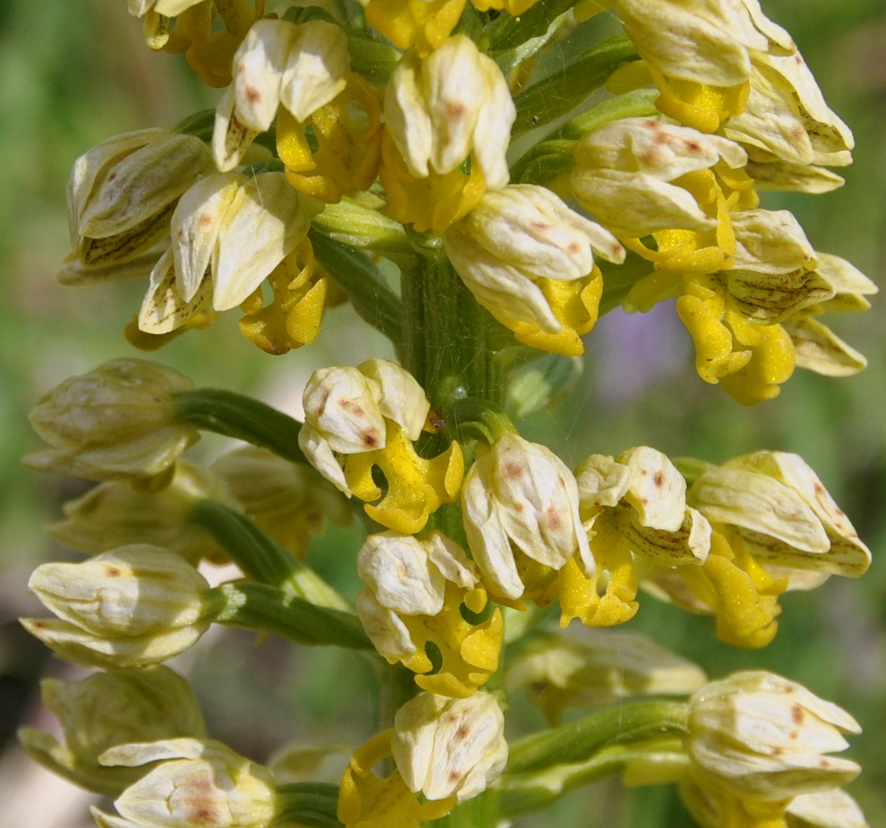 Image of Orchis punctulata specimen.