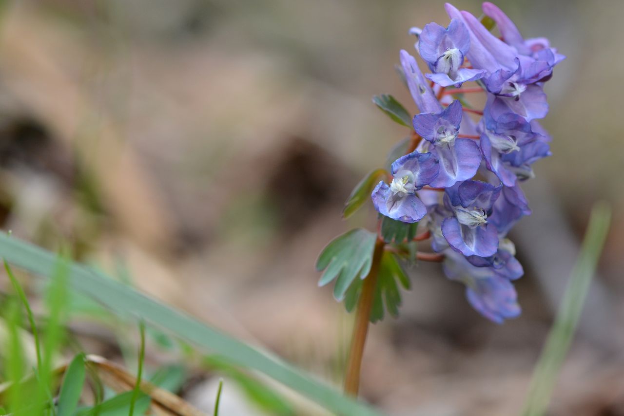 Изображение особи Corydalis solida.