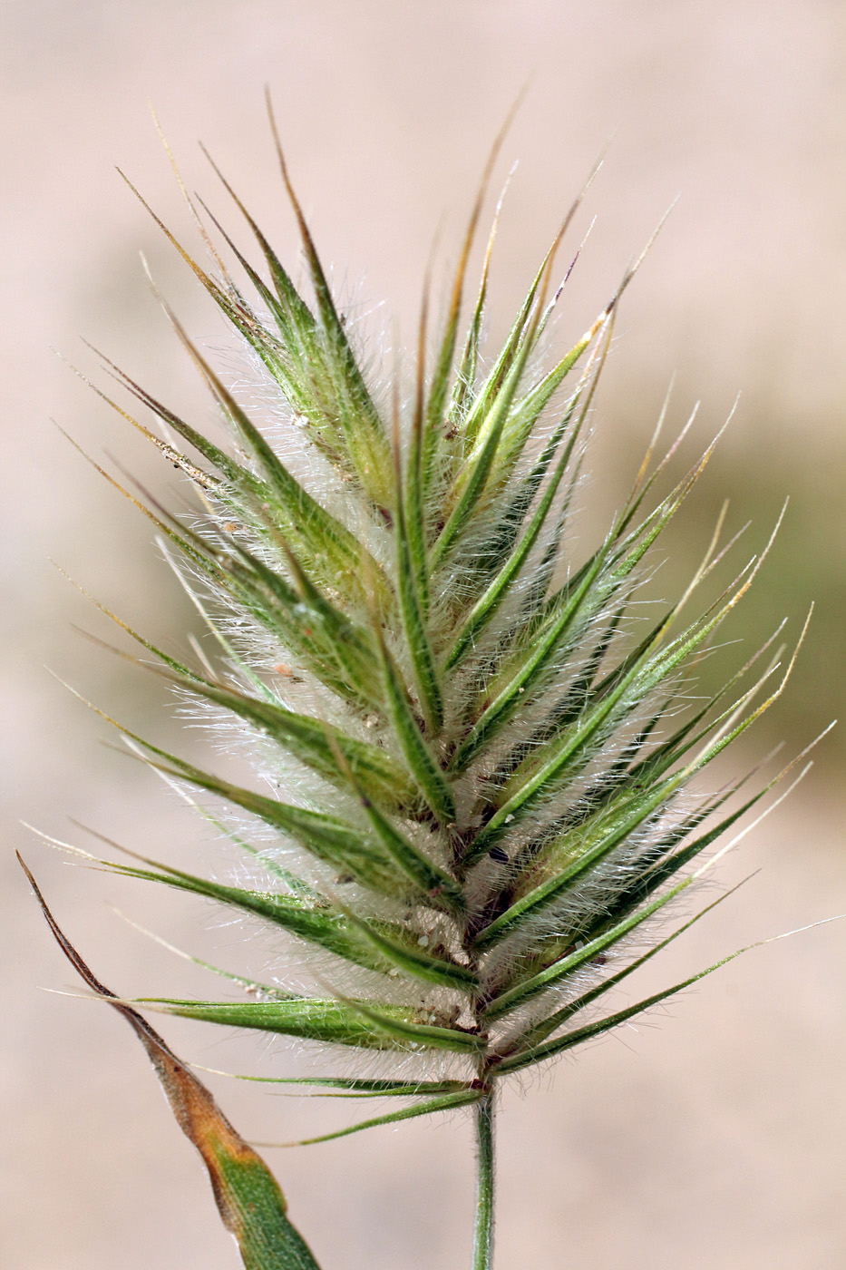 Image of Eremopyrum distans specimen.